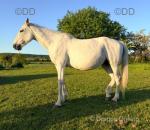 Coalford Laag, 16.2hh Mare in Foal