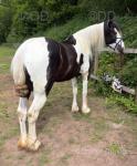 Filly