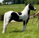 Login Cover Girl, WPB Filly 