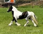 Login Cover Girl, WPB Filly 
