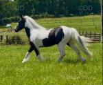 Login Cover Girl, WPB Filly 