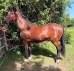 Hackney Filly