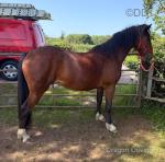 Hackney Filly