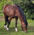 Hackney Filly