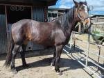 Shire x Filly