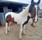 Yearling Filly