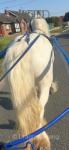 14hh Ride and Drive Mare