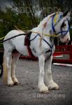14hh Ride and Drive Mare