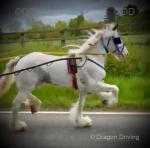 14hh Ride and Drive Mare
