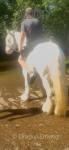 14hh Ride and Drive Mare