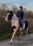 Mags, 14.3hh Riding Gelding