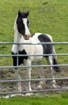 Mags, 14.3hh Riding Gelding