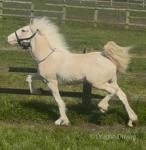 Filly