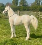 Filly