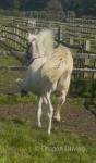 Filly