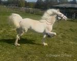 Filly