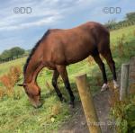 Prince, 17.3hh Thoroughbred Gelding