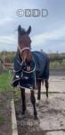Prince, 17.3hh Thoroughbred Gelding