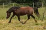 Cassandra, 12.2hh Mare