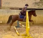 Cassandra, 12.2hh Mare