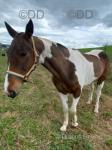 Stella, 15hh Driving Mare