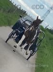 Stella, 15hh Driving Mare