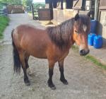 Welsh Section A Geldings