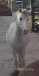 Welsh Section A Geldings
