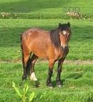 Welsh Section A Geldings