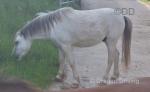 Welsh Section A Geldings