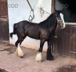 Ride & Drive Filly