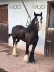 Ride & Drive Filly