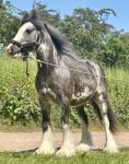 11.2hh Gelding