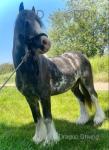 11.2hh Gelding