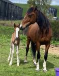 14.2hh Hackney mare with Colt Foal at Foot