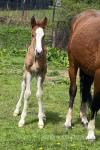14.2hh Hackney mare with Colt Foal at Foot