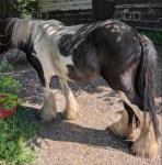 Colt