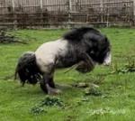 12hh Mare with Foal at foot
