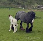 12hh Mare with Foal at foot