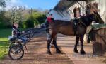 15hh Driving Mare