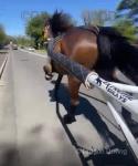 15hh Driving Mare