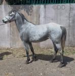12.1hh Riding Mare