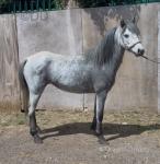 12.1hh Riding Mare