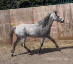 12.1hh Riding Mare