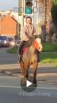 13.2hh WPB Riding Mare