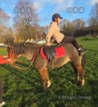 13.2hh WPB Riding Mare