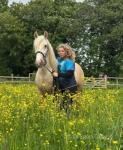 Prince, Driving Gelding