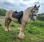 Prince, Driving Gelding