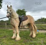 Prince, Driving Gelding