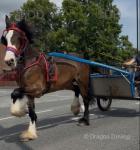 Driving Filly 